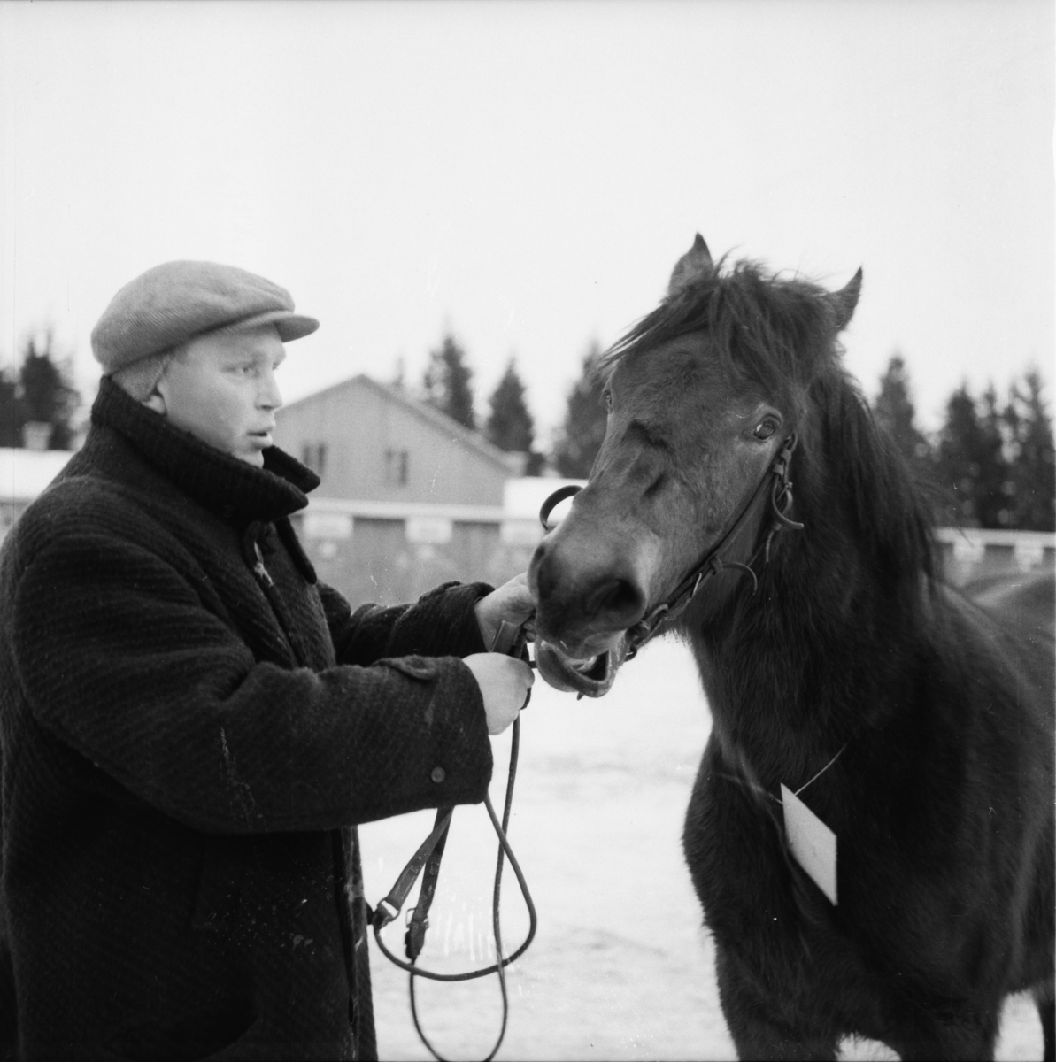 Vardens arkiv. "Hestesjå på Klosterskogen"  21.01.1954