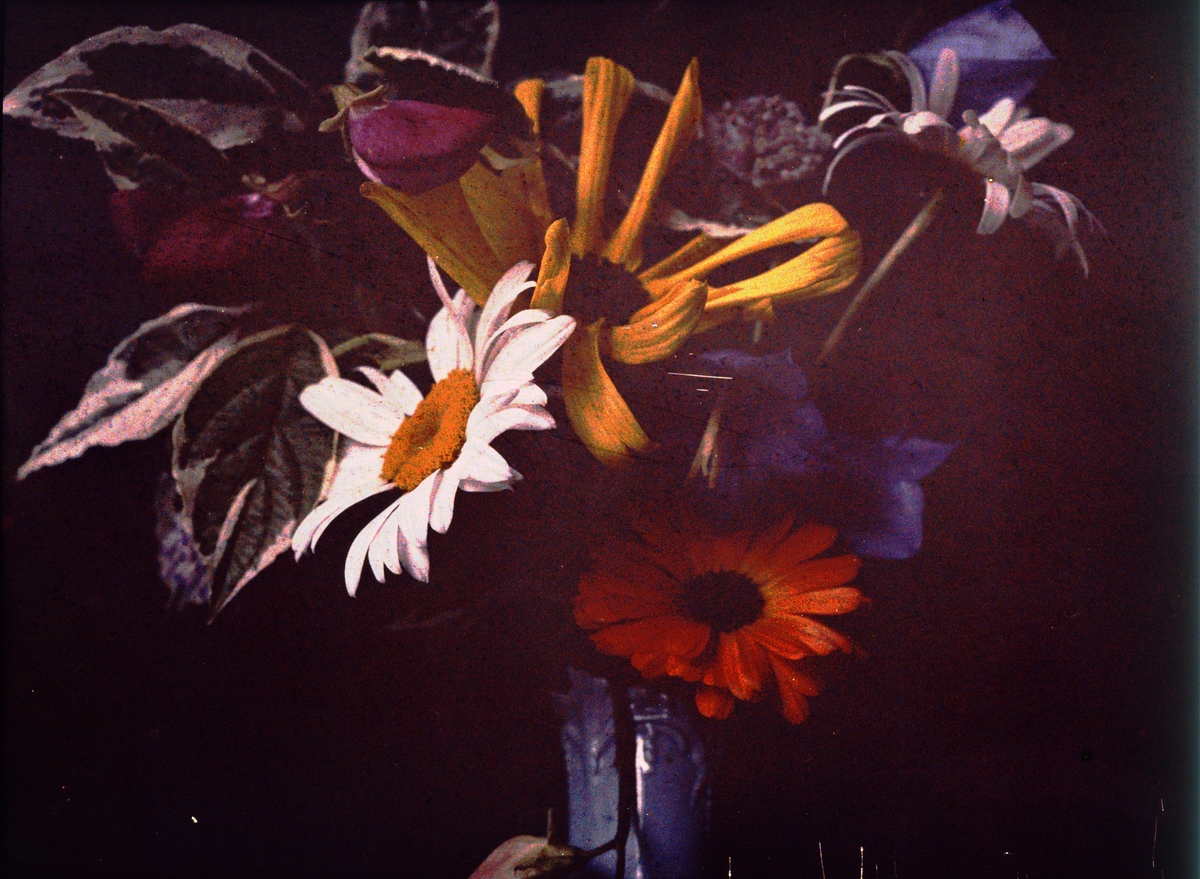 Lumières-autokrom. Bild av blommor (Haga trädgård).