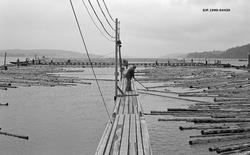 Fra retteanlegget ved Glennetangen lense i Nedre Glomma, som