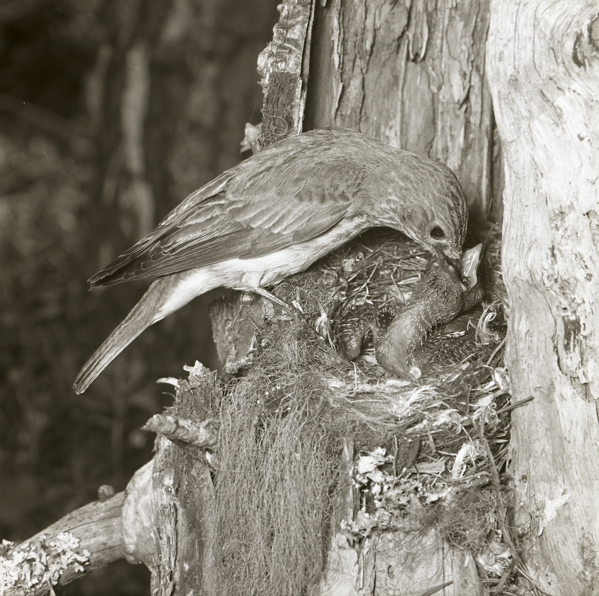 En fågelhona har landat vid sitt bo och har i sin näbb mat till gökungen. Honan släpper maten direkt i ungens näbb. Bilden fångas av fotograf Hilding Mickelsson sommaren 1961.