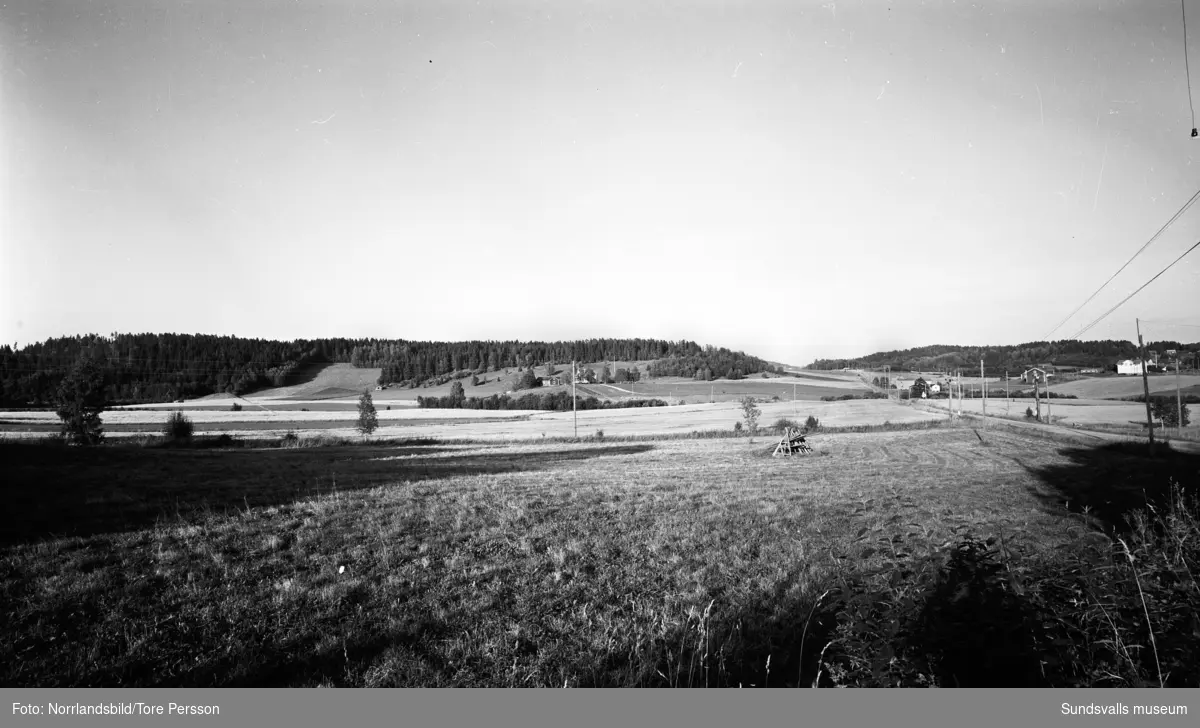 Landskapsvy över byn Hammal i Skön. Mitt i bild gården Hammal 3:9, framför den ligger numera (2016) Skön golf och till höger Timmervägen.