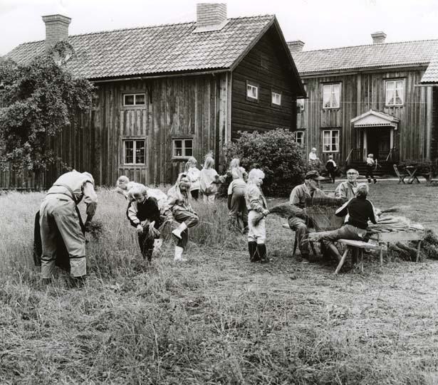 En grupp människor, både barn och vuxna, skördar lin i Rengsjö.