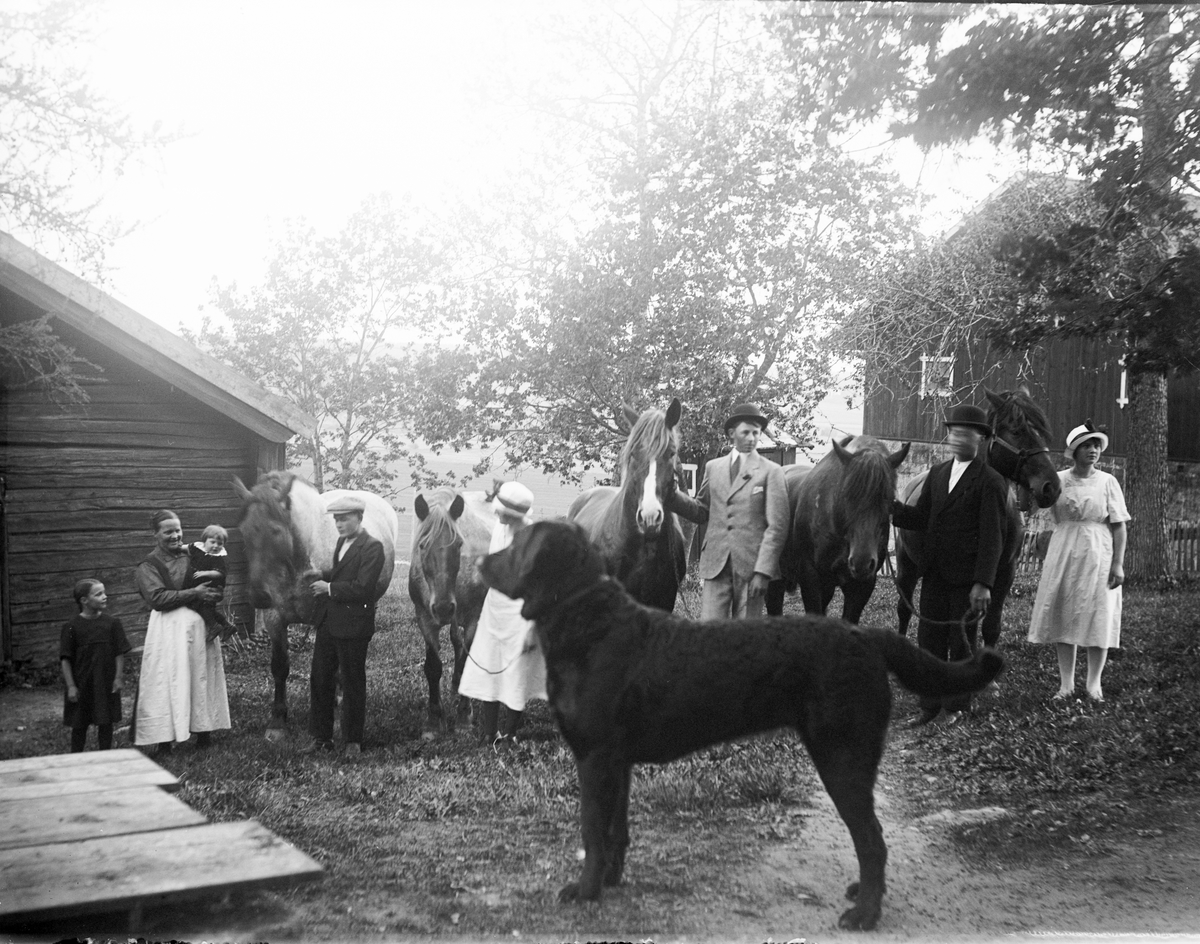"Alla hästarna framme på gården i Högsberga", Altuna socken, Uppland 1922