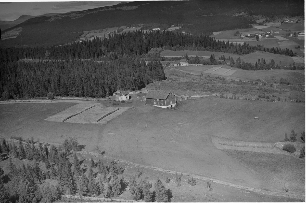 Hagen (Bjørnstadhagen), Tretten, Øyer, 28.08.1953, oversiktsbilde, gårdsdrift, hesjer, kulturlandskap, granskog