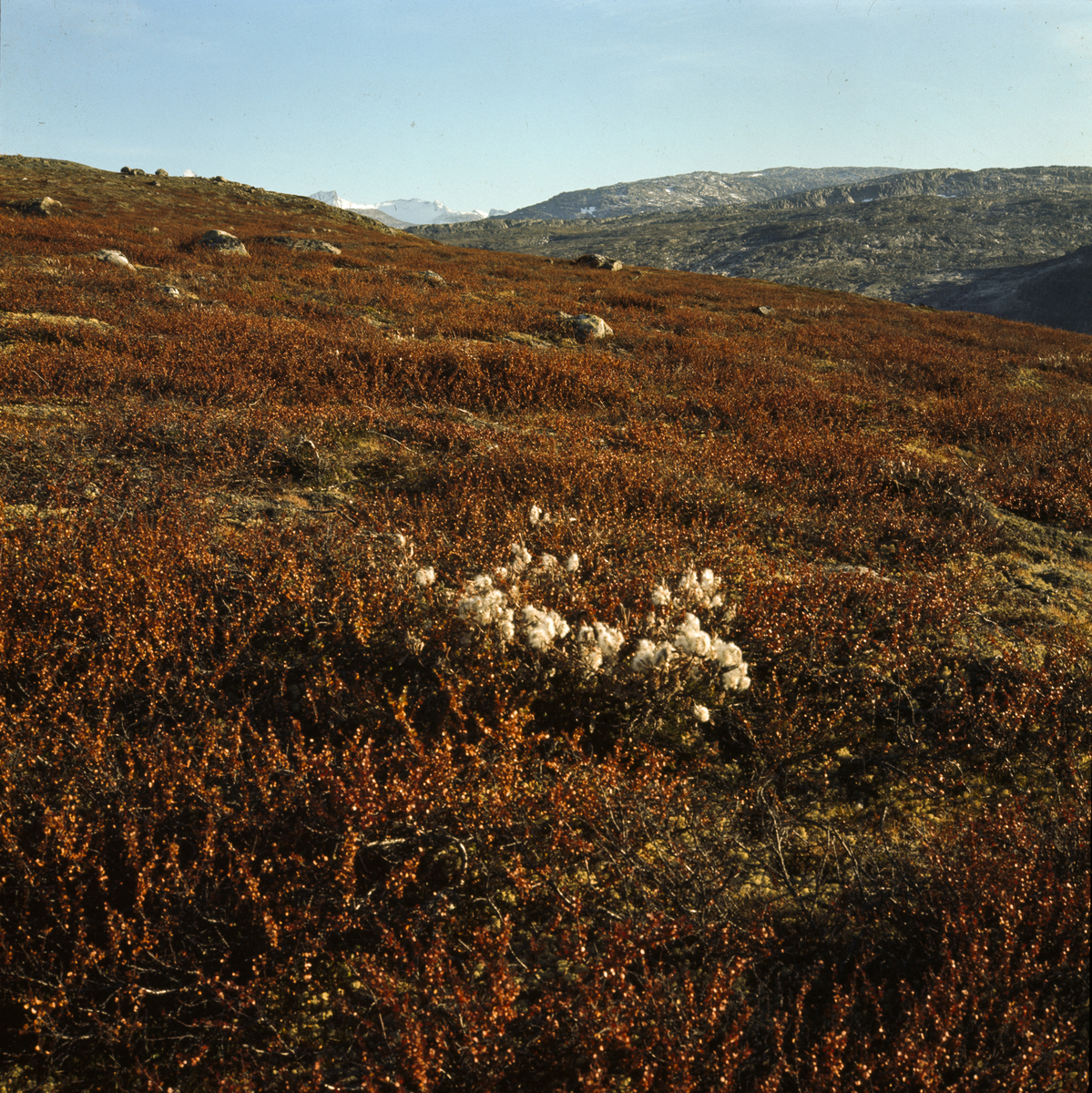 Høstlig vidde Høydalen Jotunheimen.70-9-32/1.26.9.-70