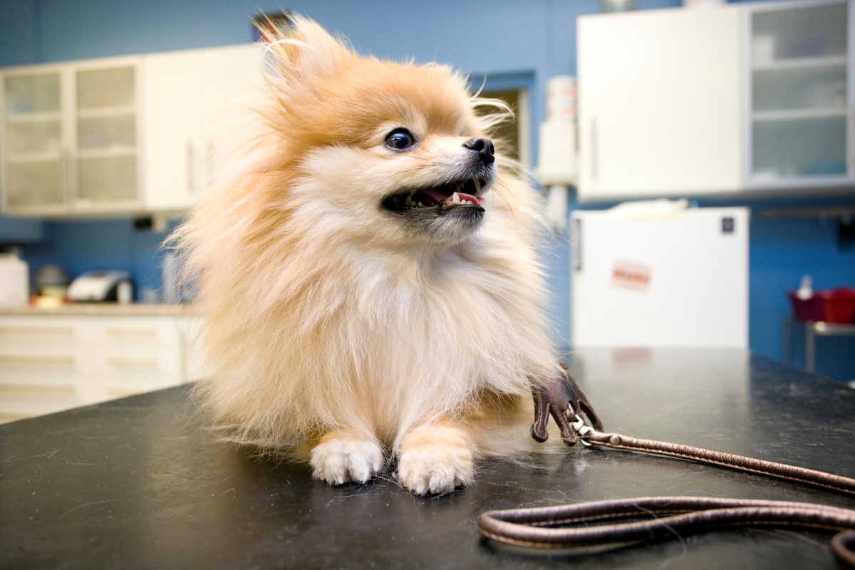 Hund hos veterinær. En hund av rasen pomeranian hviler på undersøkelsesbordet hos veterinæren.
