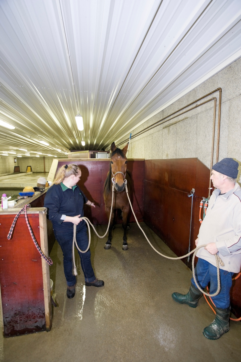 Svømme- og rehabiliteringssenter for hest. Hest venter før svømmetur i svømmebasseng.