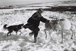 En reineier har fanget en rein for å merke den. Han er kledd
