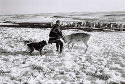 En reineier har fanget en rein for å merke den. Han er kledd