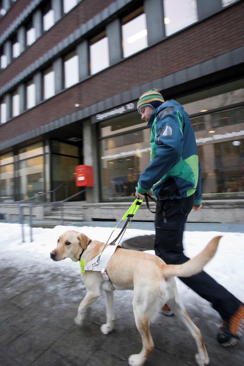 Førhundskole. Førerhund på treningstur med førerhundtrener i området Majorstuen i Oslo