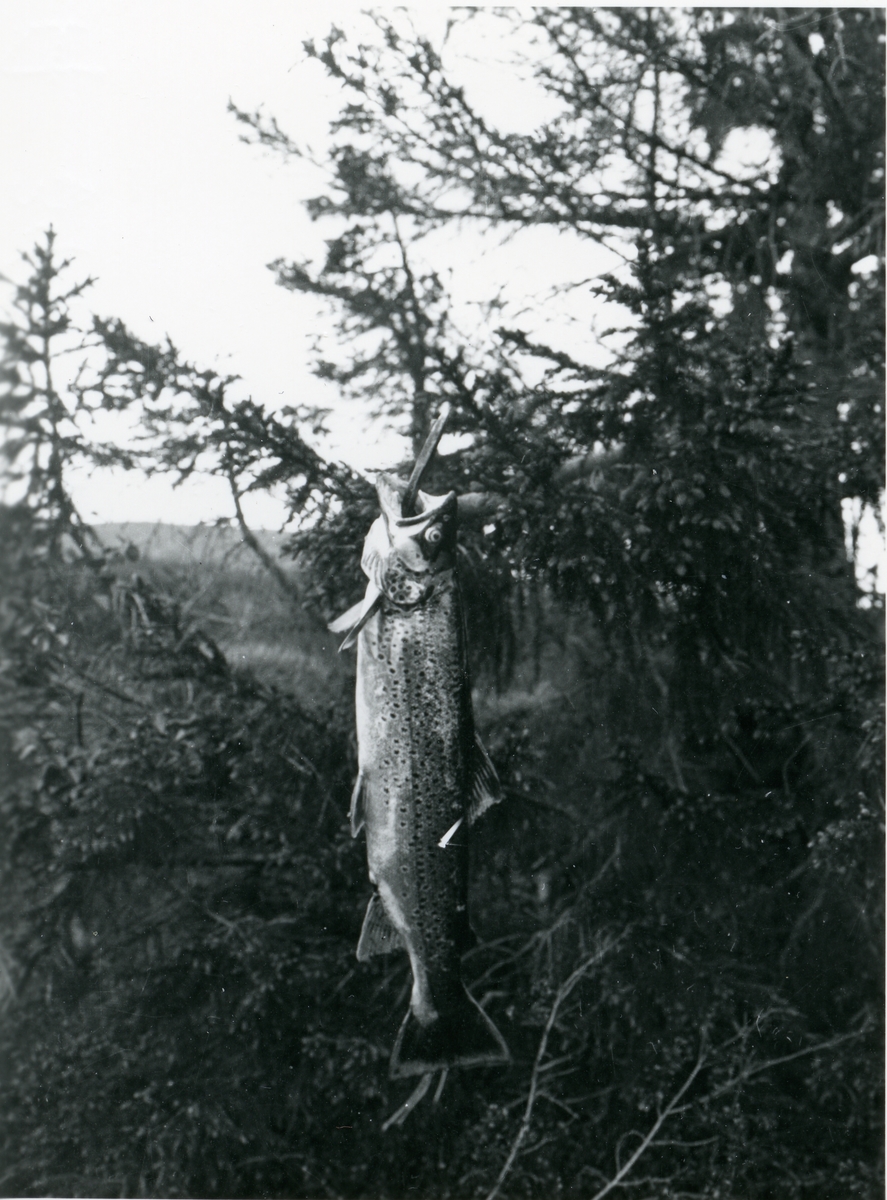 Fiske. Per Listrud, Ingvar Kløvrud og Urmaker Røang tok ein storfisk i Øytjernet på Hellebekkseter.