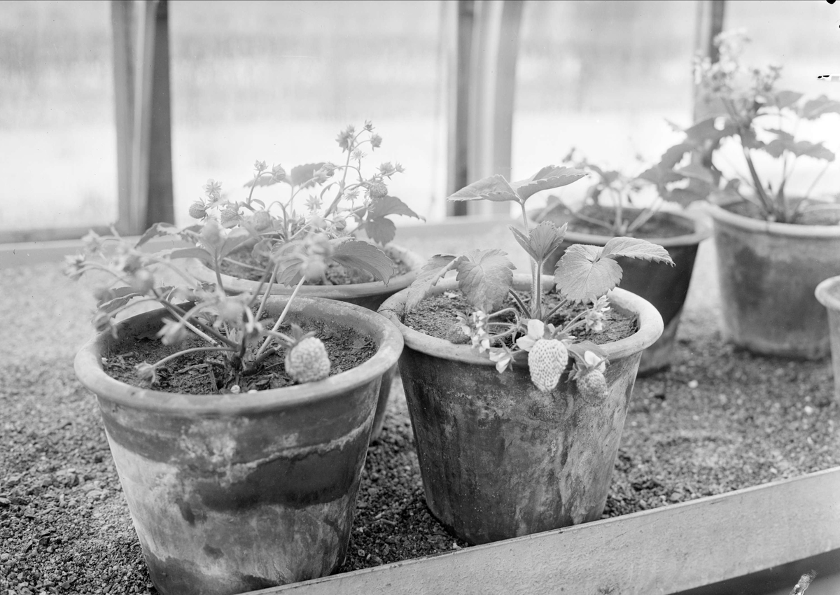 Jordgubbsplantor i växthus, Botaniska trädgården, Uppsala 1942
