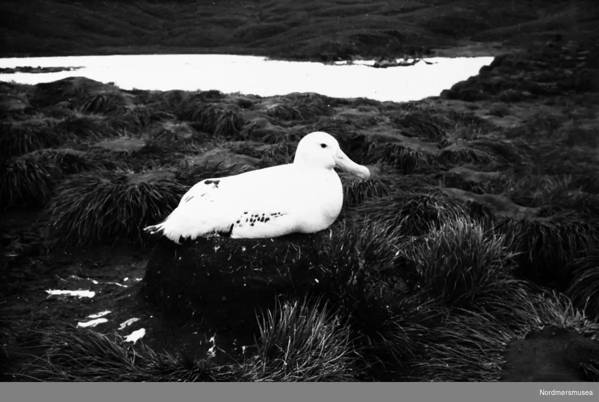 Foto fra Grytviken i Sør-Georgia, og fra en norsk hvalstasjon der. På bildet ser vi en stor sjøfugl i et rede. Albatross (Info: Sarah Lurcock, South Georgia Heritage 2017-) Bildet kan dateres mellom 1959 til 1960. Fra Nordmøre museums fotosamlinger.