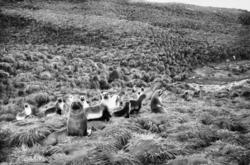 Foto fra Grytviken i Sør-Georgia, og fra en norsk hvalstasjo