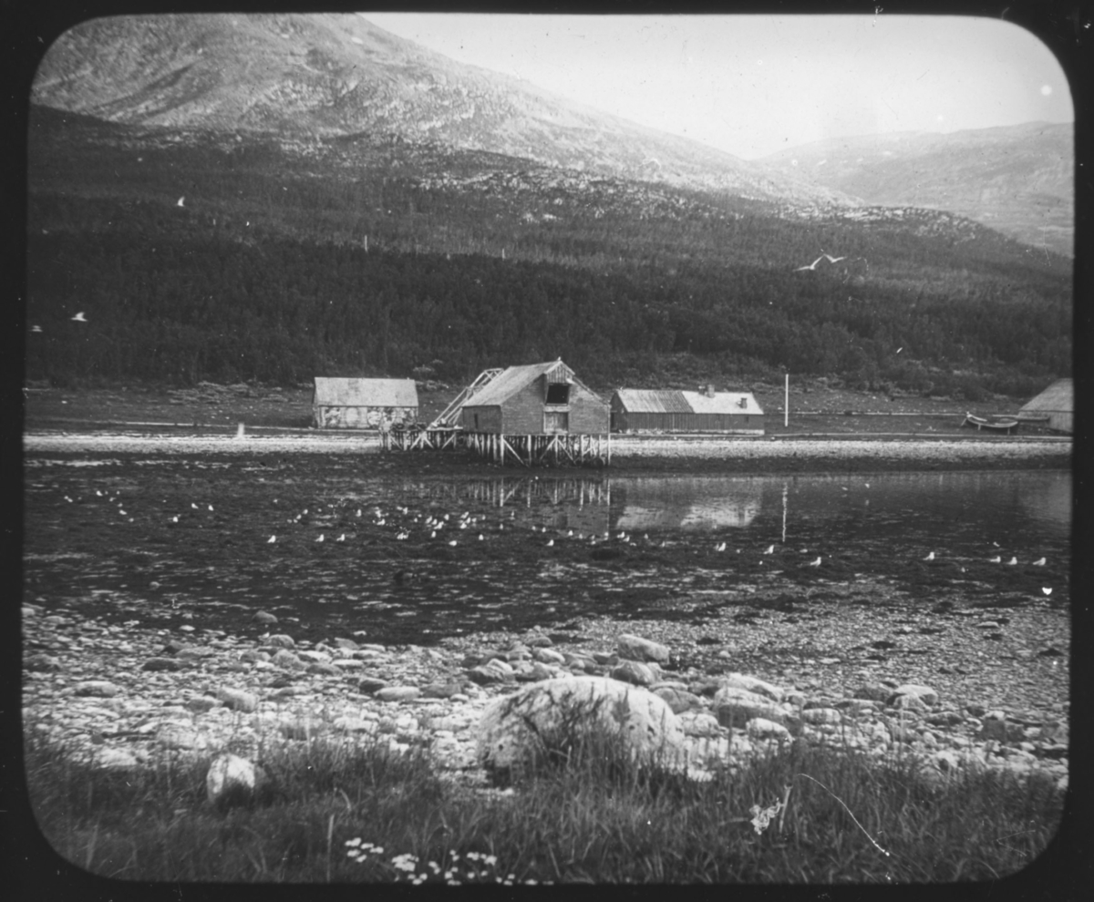 "Troms fylke. Serie 111. No. 15" står det på glassplaten. Med svak skrift kan man også skimte at det står Kvænangfjord. Bildet viser et fiskebruk med kaianlegg for mottak av fisk og ligger et sted langs Kvænangsfjorden. Kvænangsfjorden ligger i Kvænangen kommune (nordsamisk: Návuona suohkan, kvensk: Naavuonon komuuni) ligger i Troms. Den grenser mot Loppa i nord, Alta i øst, Kautokeino i sør, Nordreisa i sørvest, og Skjervøy i vest. Kvænangen hører til regionen Nord-Troms.Navnet Kvænangen antas å komme av kvæn (kvener) som er norsk for «finsktalende folk», og angr som er norrønt for «fjord». Det samiske navnet Návuotna antas å være forbundet med stedsnavnene Návet og Návetvuopmi (norsk: Navetdalen) – návet betyr "fjøs" og vuotna betyr "fjord". 
Nye opplysninger vi har fått om bildet: Bildet er fra Alteidet i Kvænangen. Bygningene tilhørte handelsstedet, notbrygga, med nothjellen bak og til høyre skimter man litt av storbåt-naustet. Vår kontakt mener at bildet er tatt av Hanna Resvoll-Holmsen. 1873 - 1943. Botaniker, vitenskapskvinne, fotograf. Datering ca 1910.