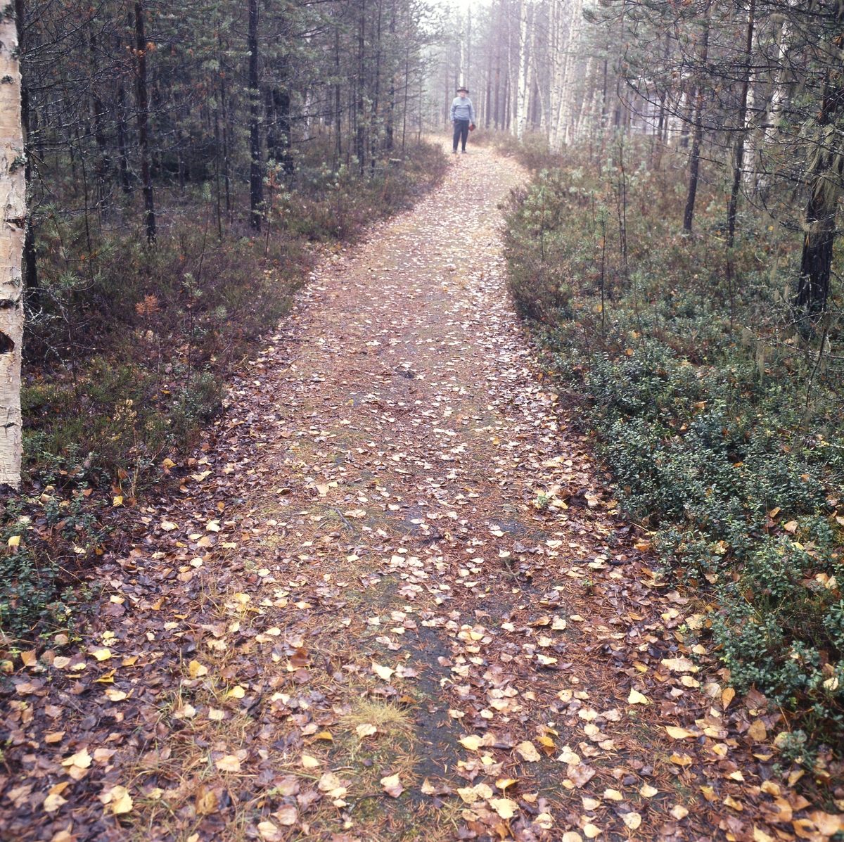 Författaren Albert Viksten på höstpromenad i skogen.