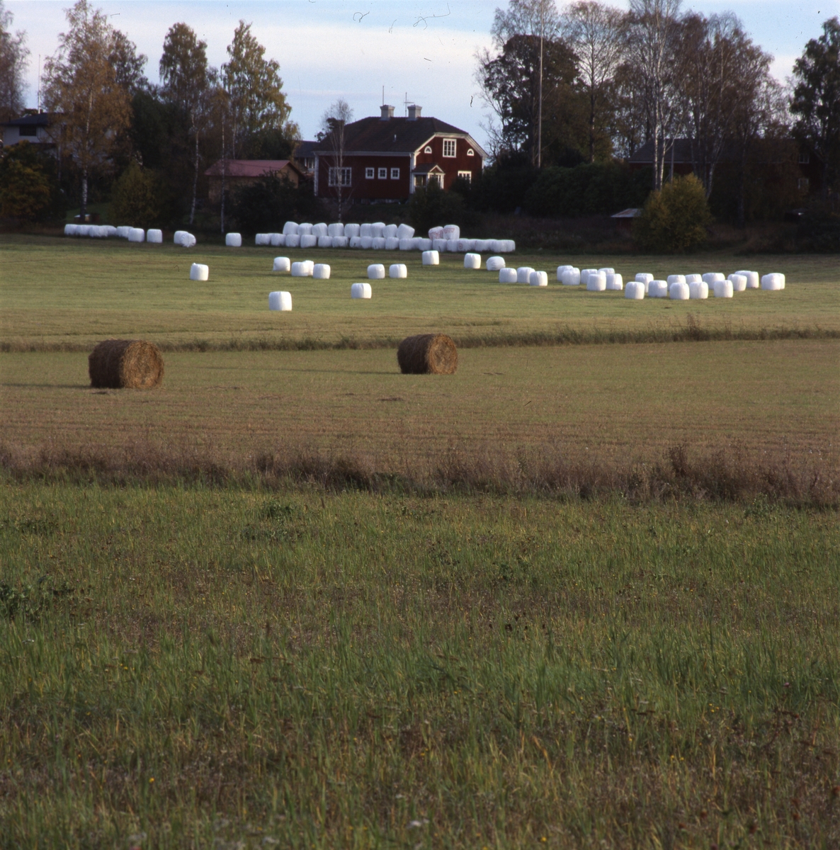 En åker med höbalar och vita ensilagebalar. I bakgrunden syns en gård omgiven av höstträd.