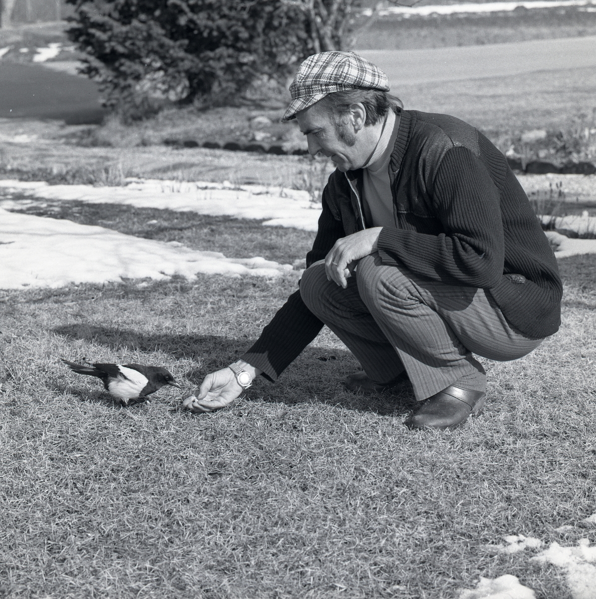 En man står på huk och matar en tam skata, våren 1975.