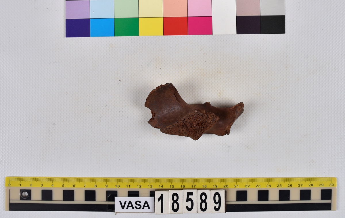 Ben från nötkreatur (Bos taurus).
1 st. fragment av halskota (vertebrae cervicale).