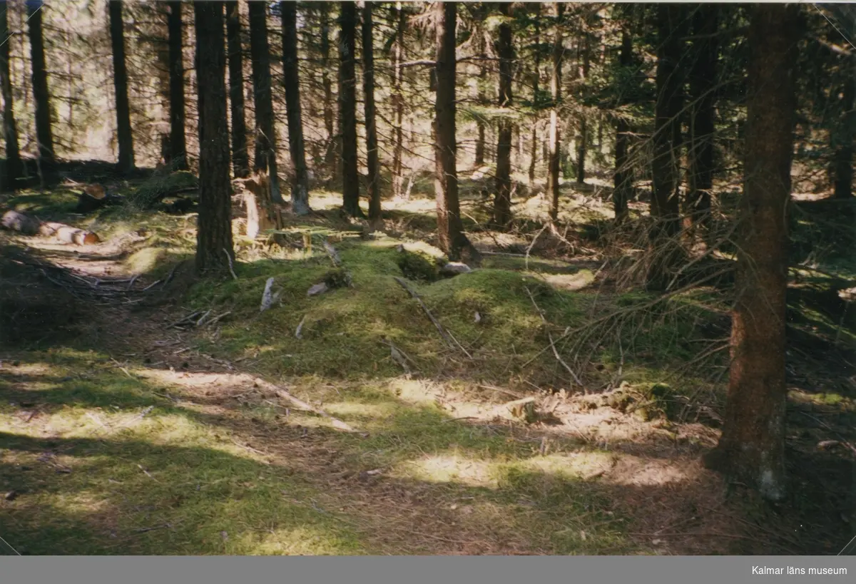 Brånahult september 2002, skogen.