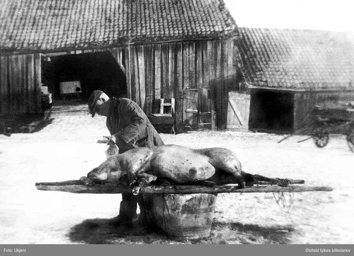 Griselakting på øvre Hallangen i Trøgstad, slakter Martin Bråten, ca. 1930. Bråten var kjent for human behandling av dyrene, som han kunne godsnakke med under forberedelsene: "Dette er ente det granne fa'lig!"