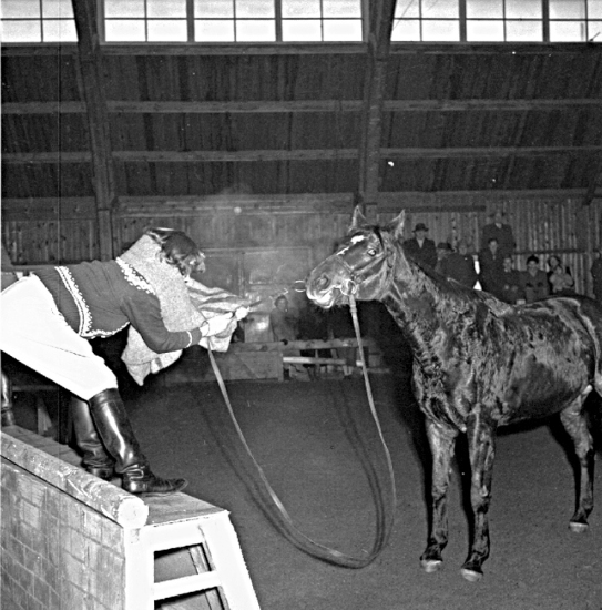 Skara. Ryttartävling Skara ridhus dec. 1950. Påstigning med besvär ...