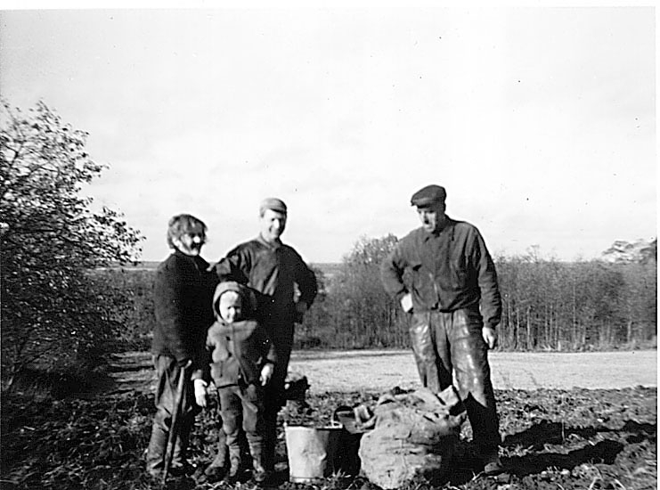 Häljesgården
Potatisupptagning 1 nov. 1967
Eber Nilsson, Svea Nilsson med sonen Evert samt Lars Eriksson.
