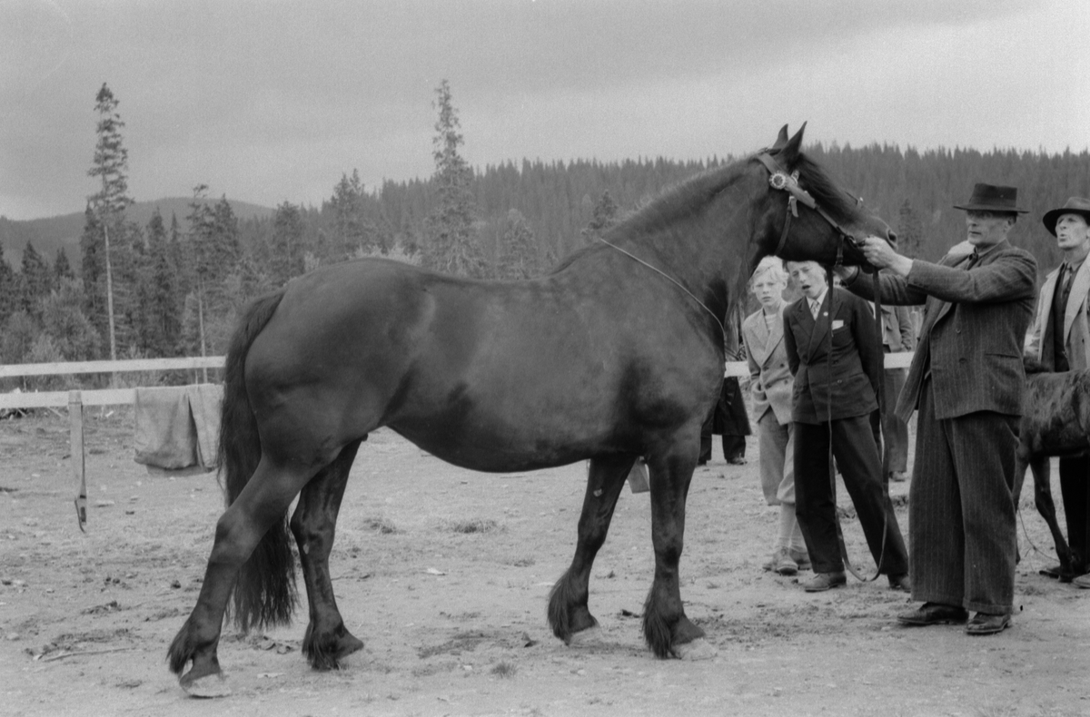 Fesjå på Olderskog, mann med hest.