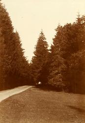 Bilde fra Marie Knudtzon (1879-1966) sin fotosamling. Se bil