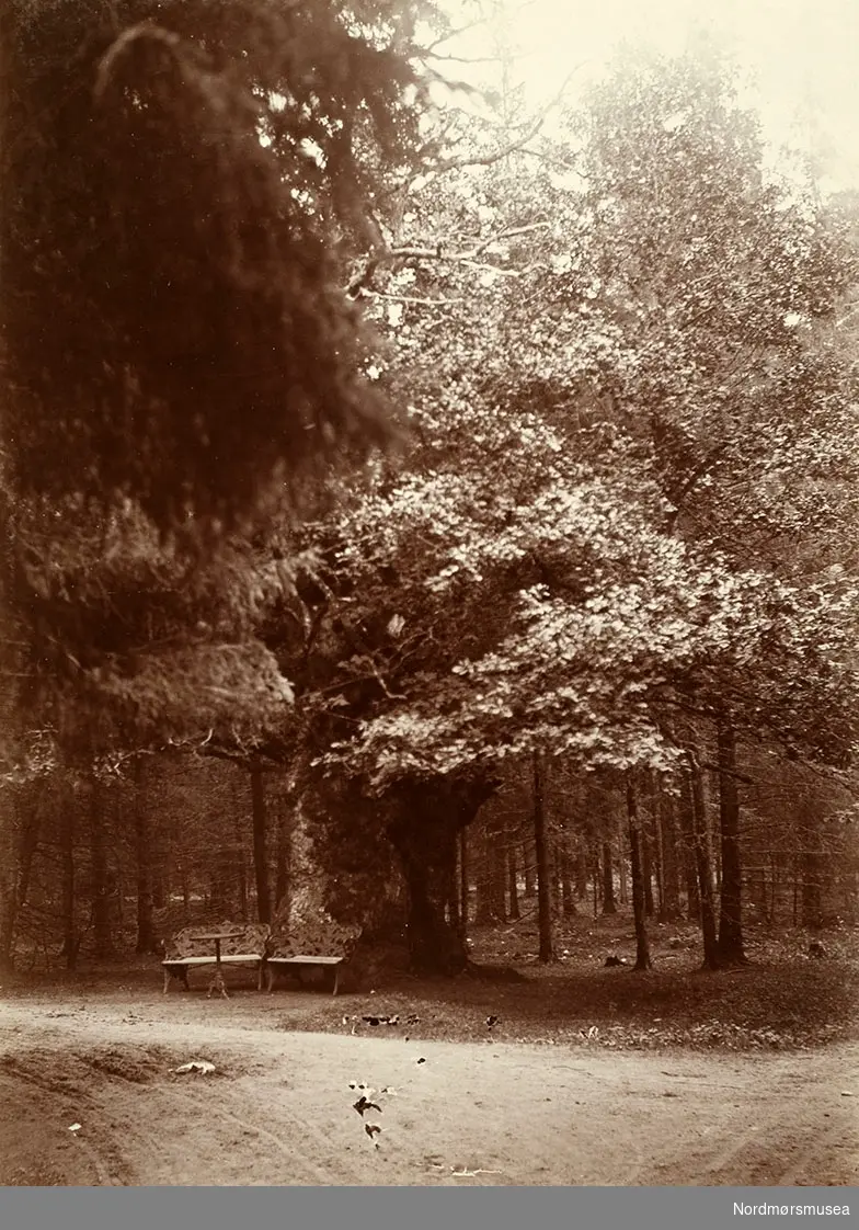 park med benk og bord.
 Bilde fra Marie Knudtzon (1879-1966) sin fotosamling. Se bilde nr KMb-2010-011.0001 for mer biografi. Fra Nordmøre museum sin fotosamling.
