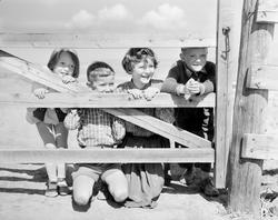 Norsk landbruks jubileumsutstilling 1959.  Fire glade barn t