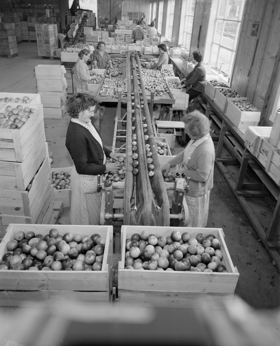 Norsk landbruks jubileumsutstilling 1959. Fruktdyrking og innhøsting. Her sorteres eplene av damer ved samlebåndet.