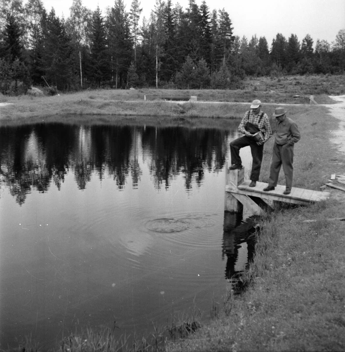 Järvsö-Nor. Öringsodling i Nor.
Olof Olsson. 8/8-1960