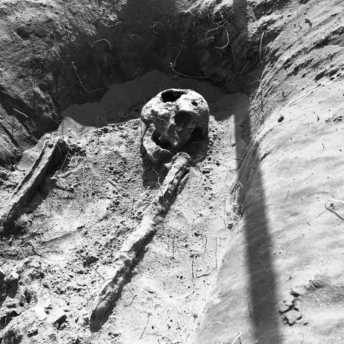 Kånna högar, undersökning 1964.04. Grav 288, skelettfynd.