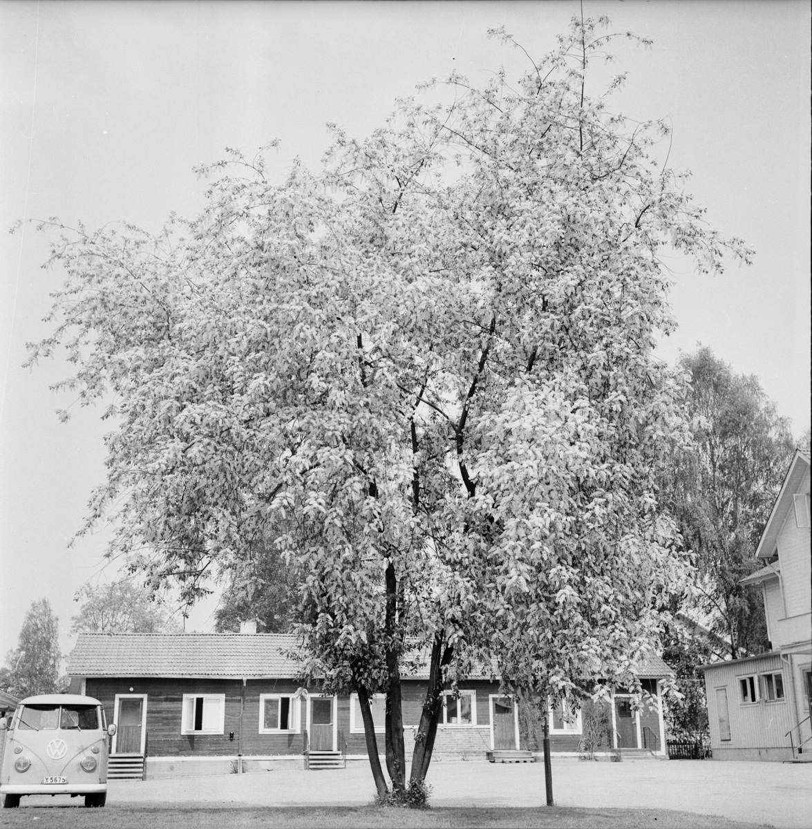 Arbrå,
Hägg,
Blommande vid värdshuset,
Juni 1972