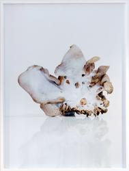 Pleurotus ostreatus II [Fotografi]