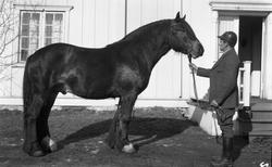 Fem bilder av hest som mønstres av Johan Karlsen Hveem. 
St