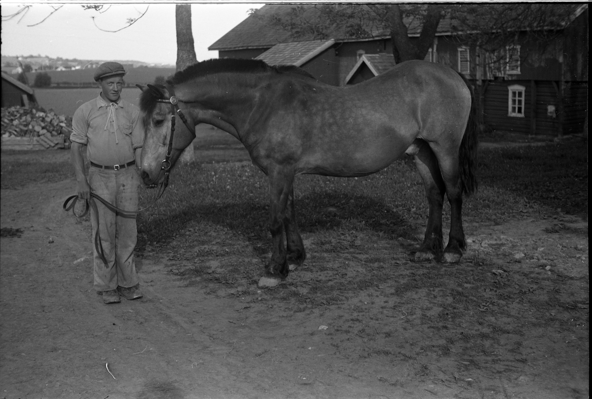 Hest på gården Burul på Kraby, Østre Toten. Serie på fem bilder. På bilde nr. 5 er også en uidentifisert mannsperson.