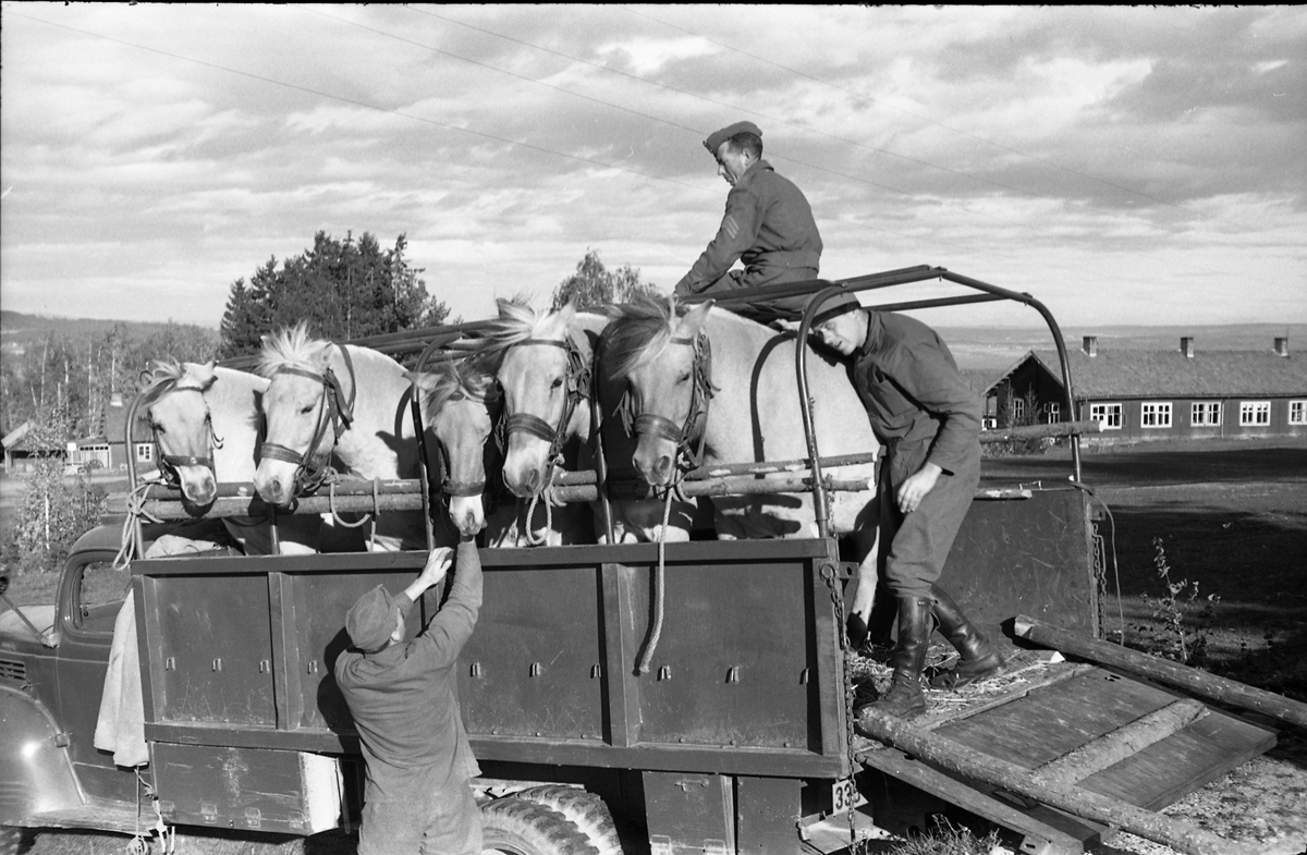 Transport av hest med lastebil ved Hærens Hesteskole på Starum, september/oktober 1948. Serie på 17 bilder. På bilde nr. 4 står fra venstre: Kaptein Sverre Norli, trolig major Bjart Ording (plasskomandant), og sersjant Ottar Markeng.
Iflg. informant ble bilder av denne typen brukt til å lage instruksjonshefter/lærebøker til bruk for Hærens hestetjeneste. Se også TMF-4838 og TMF-4864.