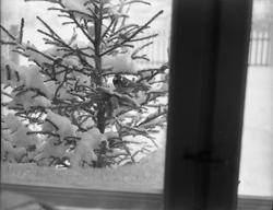 Kjøttmeis på grankvist utenfor vindu.