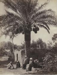 Cueillette des dattes [Fotografi]