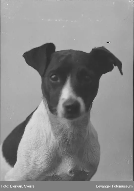 Portrett av en hund av rasen jack russel terrier.