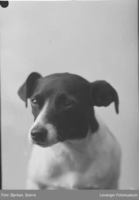 Portrett av en hund av rasen jack russel terrier.