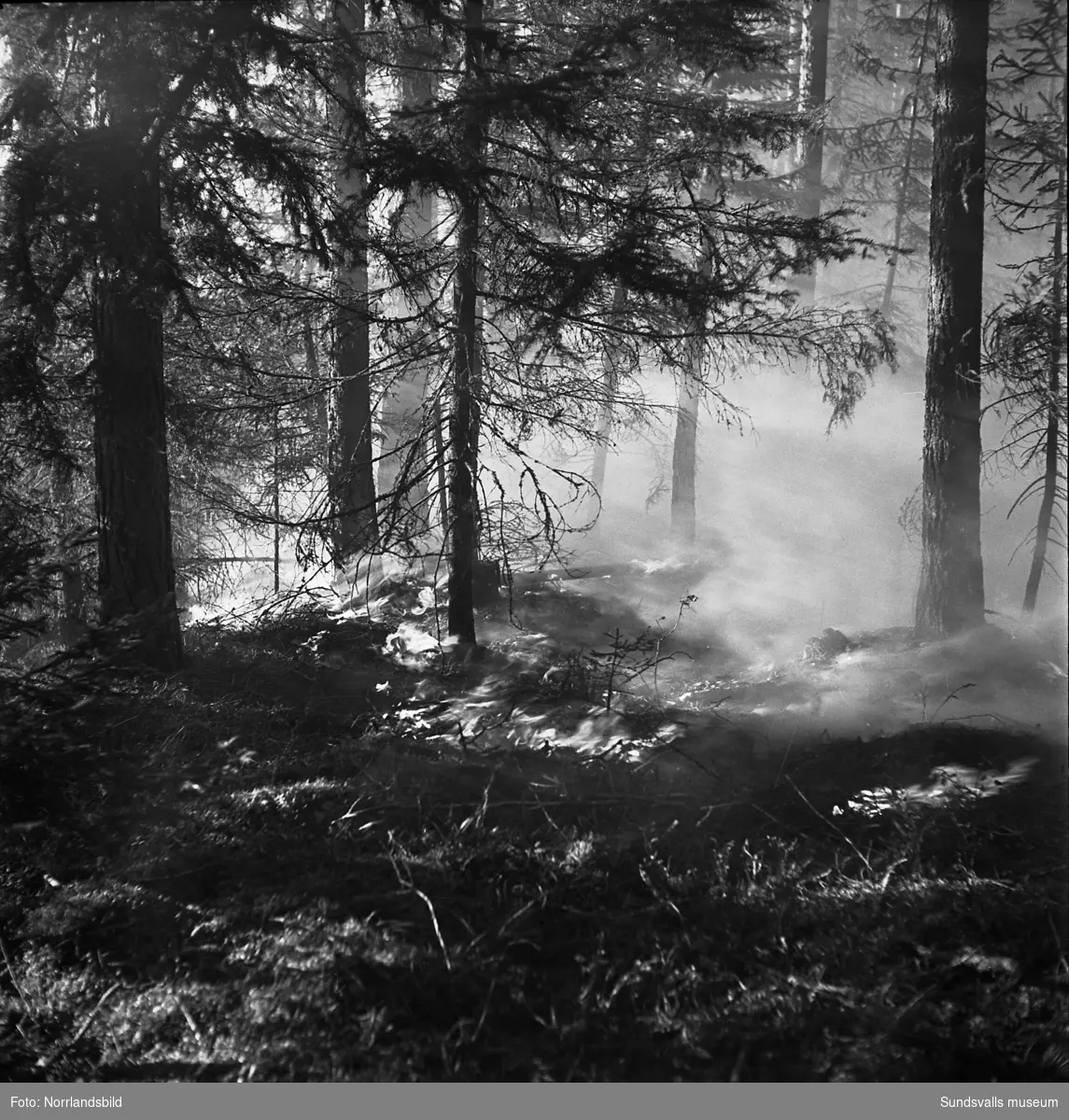 Släckningsarbete av skogsbrand i Skallböle, Matfors.