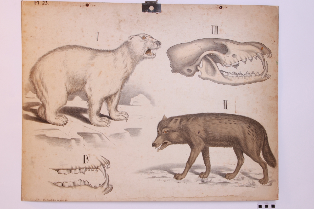 Detaljer av en isbjørn og ulv.