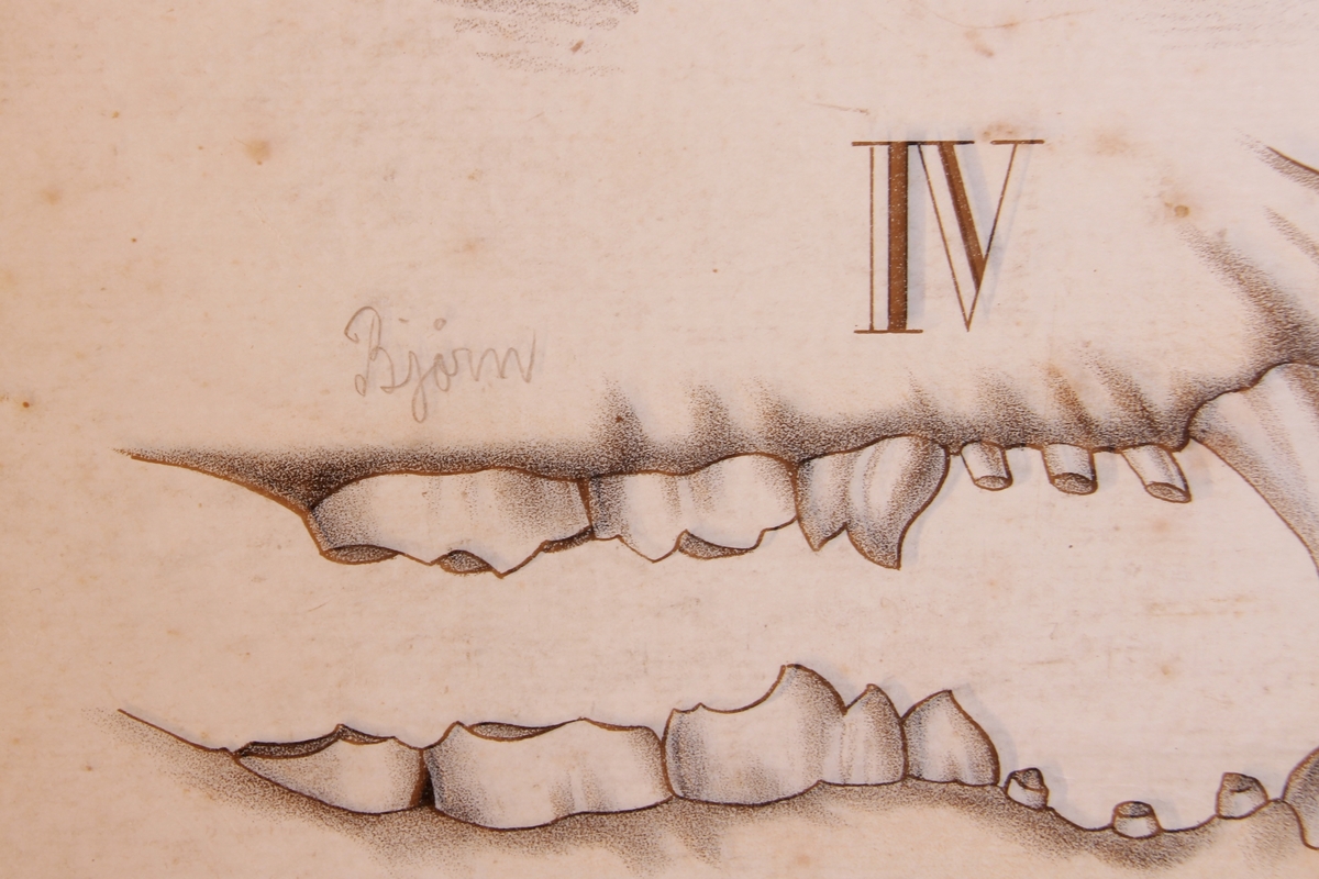 Detaljer av en isbjørn og ulv.