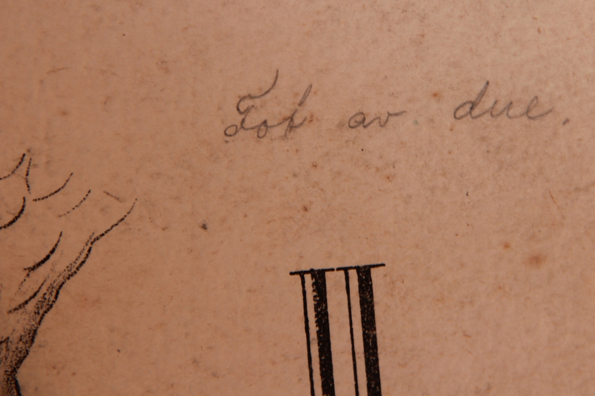 Detaljer av forskjellige fuglearter.