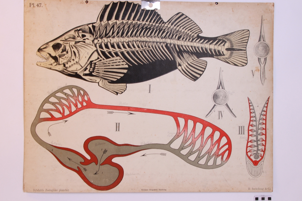 Fiskens anatomi.