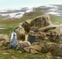 71 Glitterheim grisehus