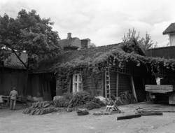 Trondheimsveien 80. Juni 1955